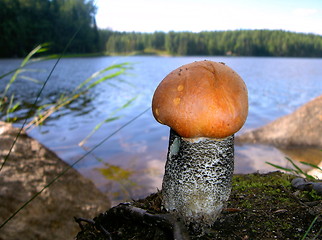 Image showing Edible mushroom Leccinum