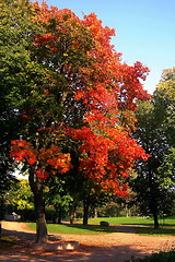 Image showing Autumn tree