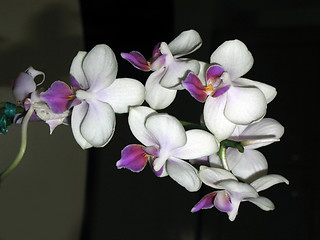 Image showing Flowers