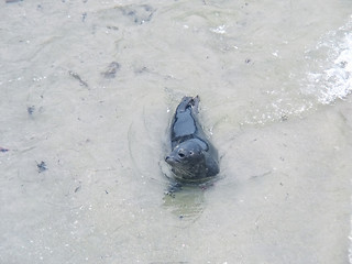 Image showing Baby seal