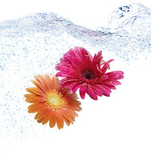 Image showing Daisies in the water