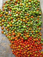 Image showing Harvested Tomatoes