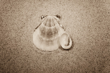 Image showing shell