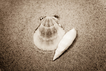 Image showing shell