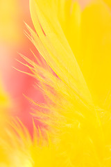 Image showing colorful feathers background