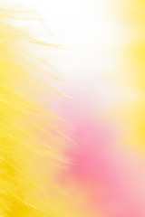 Image showing colorful feathers background