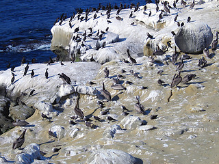 Image showing Bird on beach 4