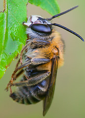 Image showing bee