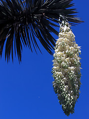 Image showing Palm fruit