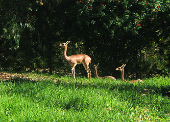 Image showing Antelopes