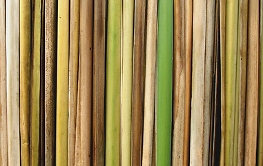 Image showing bamboo