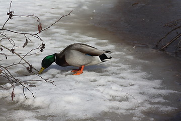 Image showing Mallard duck