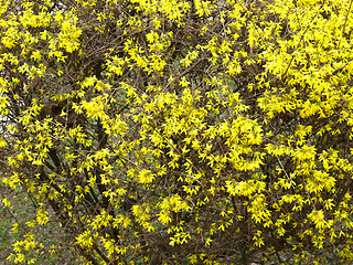 Image showing Forsythia flowers