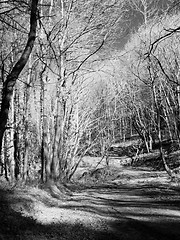 Image showing Infrared forest