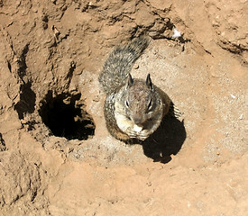 Image showing Ground squirrel 2