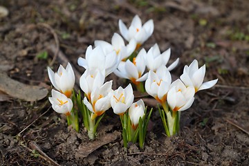 Image showing Crocuses