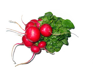 Image showing Radish bunch