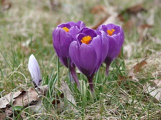 Image showing Crocuses