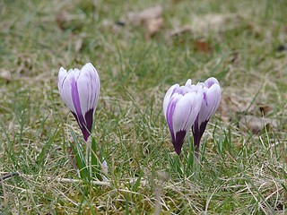 Image showing Crocuses