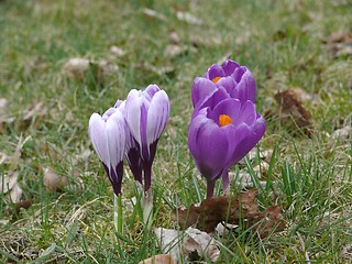 Image showing Crocuses