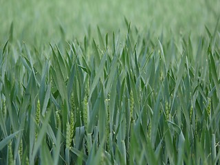 Image showing Wheat