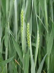 Image showing Wheat