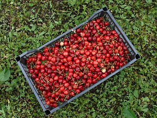 Image showing Red cherry