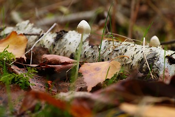 Image showing Mushroom