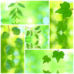 Image showing Collage of grenn leaves