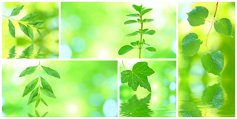 Image showing Collage of grenn leaves