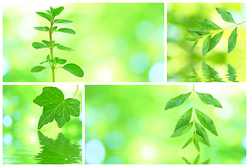 Image showing Collage of grenn leaves