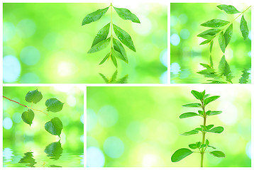 Image showing Collage of grenn leaves