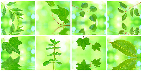 Image showing Collage of grenn leaves