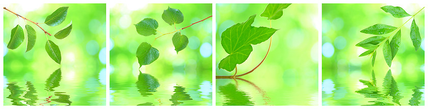 Image showing Collage of grenn leaves