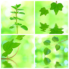 Image showing Collage of grenn leaves