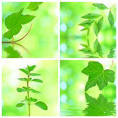 Image showing Collage of grenn leaves