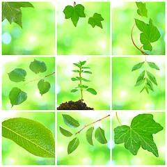 Image showing Collage of grenn leaves