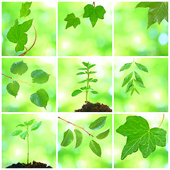 Image showing Collage of grenn leaves