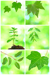 Image showing Collage of grenn leaves