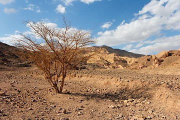 Image showing Desert landscape with dry acacia tree