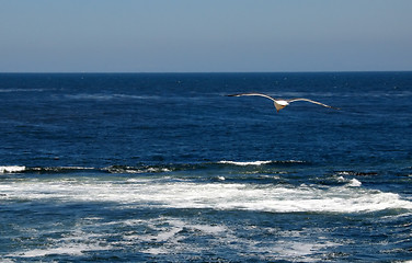 Image showing Seagull flight