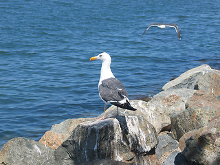 Image showing Seagulls