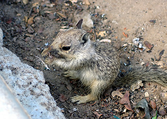 Image showing Ground squirrel