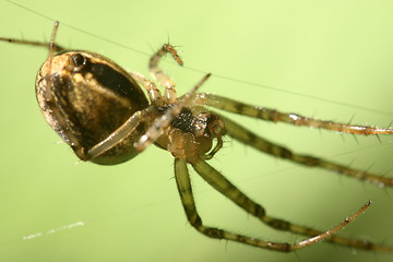 Image showing Spider in green