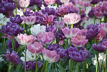 Image showing Flowers in a Oslo Meadow, Norway, May 2009