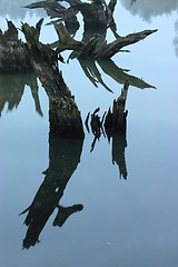 Image showing Dead Willow Trees