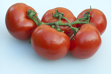 Image showing Fresh Tomatoes, Tuscany