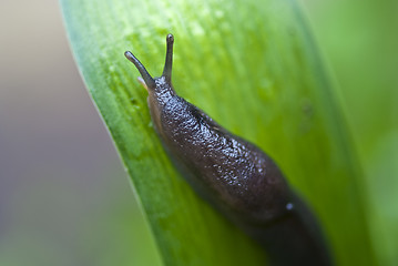 Image showing Slug in the Grass, Italy