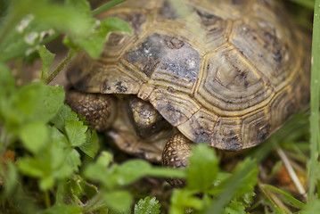 Image showing Tortoise in the Garden, Italy