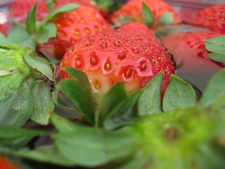 Image showing Strawberries